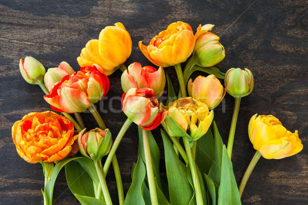 Fresh tulips in bright colors Stock photo © BarbaraNeveu