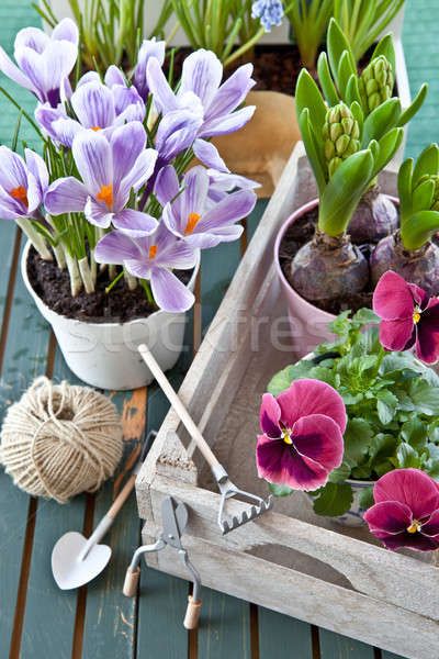 Fleurs du printemps vintage bois boîte Pâques Photo stock © BarbaraNeveu
