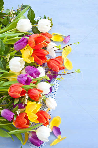 Fresh tulips on blue wooden background Stock photo © BarbaraNeveu
