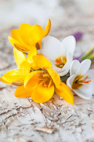 Foto stock: Pequeno · buquê · fresco · açafrão · flores · bétula