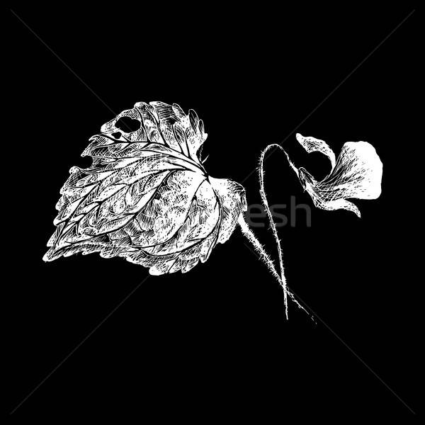 Vector flower violet by hatching Stock photo © barsrsind