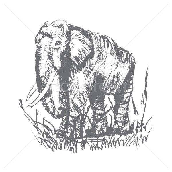 Vector engraving elephant Stock photo © barsrsind