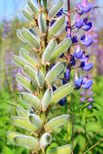 lupines Stock photo © basel101658