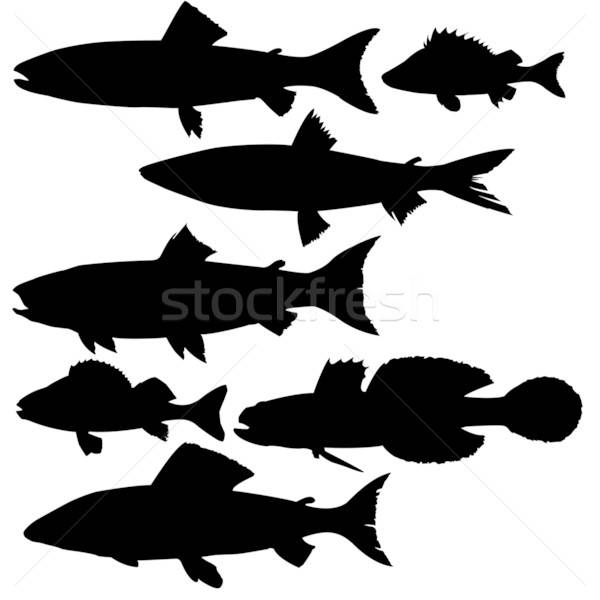 Vektor Zeichnung Silhouetten Fluss Fisch weiß Stock foto © basel101658