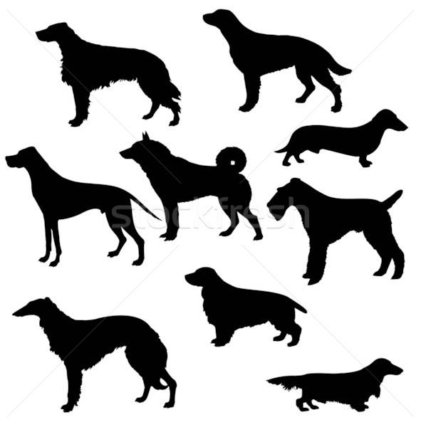 704566_stock photo vector drawing