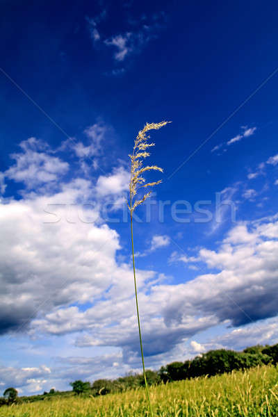 трава области небе лес природы фон Сток-фото © basel101658