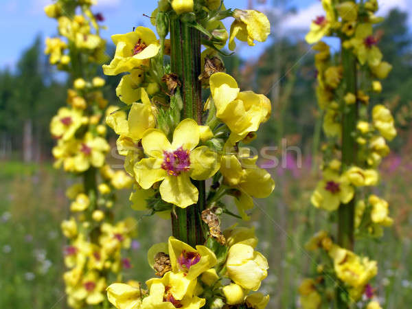 yellow flowerses on field      Stock photo © basel101658