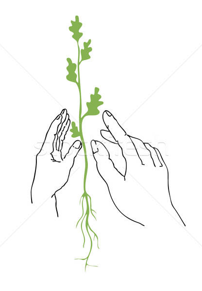 Vektor rajz növények kéz fa tavasz Stock fotó © basel101658