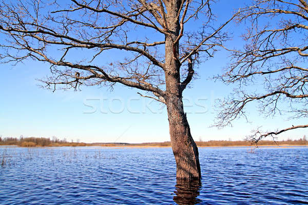 spring flood Stock photo © basel101658