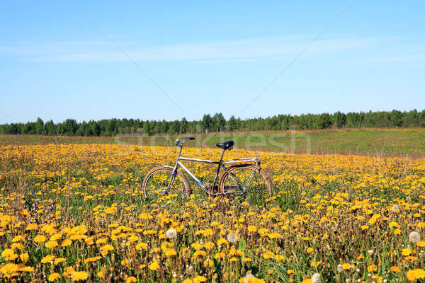 Löwenzahn Bereich Himmel Blume Gras Landschaft Stock foto © basel101658