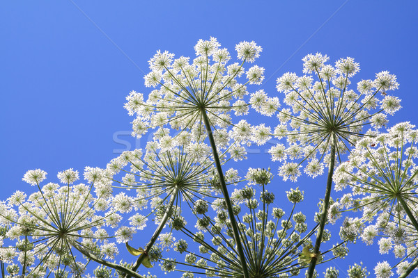 hogweed Stock photo © basel101658