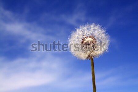 dandelion on celestial background Stock photo © basel101658