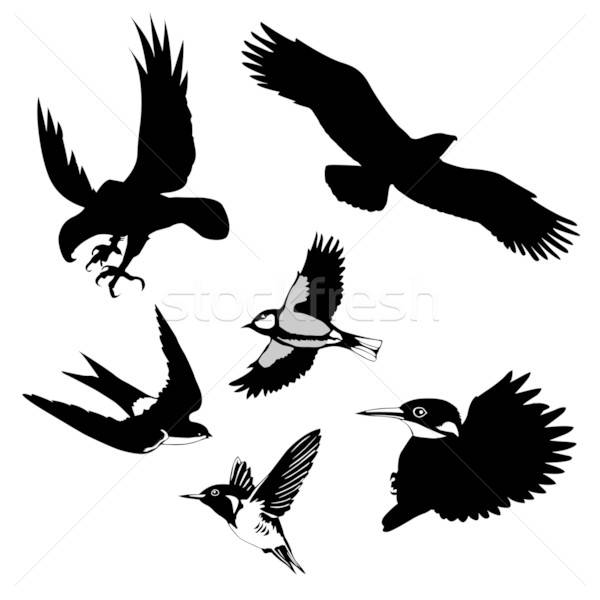 Сток-фото: вектора · рисунок · птиц · белый · фон · знак