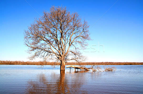 Stock fotó: Tavasz · árvíz · erdő · tájkép · medence · kék