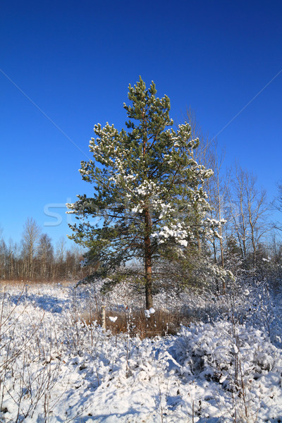pine on snow field Stock photo © basel101658