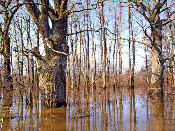 flood in wood Stock photo © basel101658