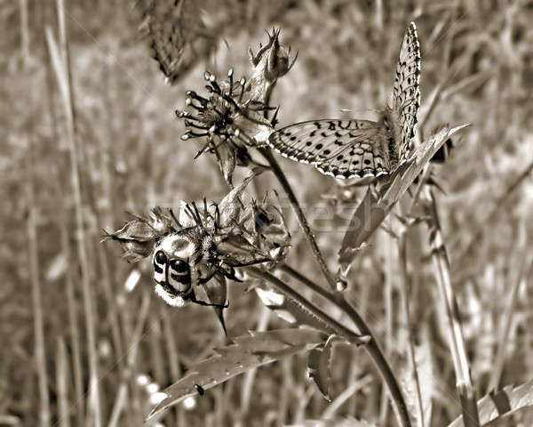 бабочка цветок свет лист красоту кровать Сток-фото © basel101658