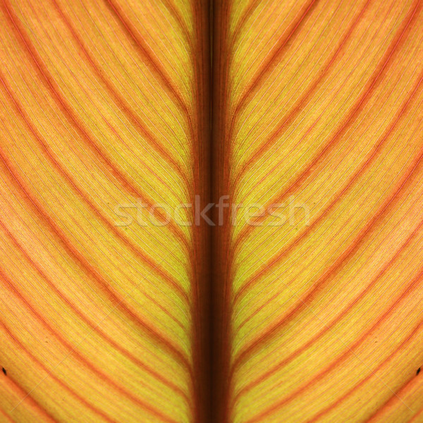 sheet of the plant Stock photo © basel101658