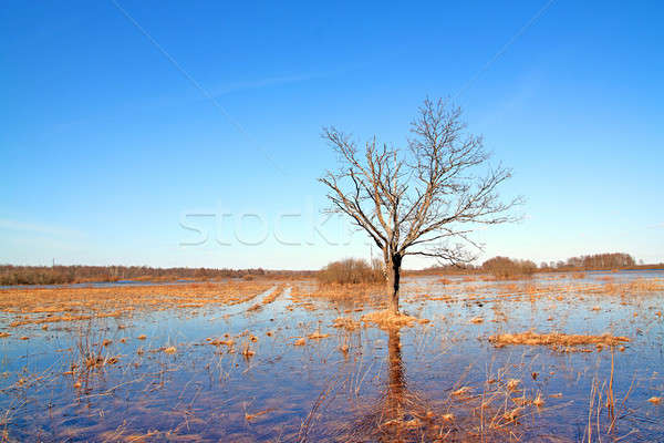 tree in water Stock photo © basel101658