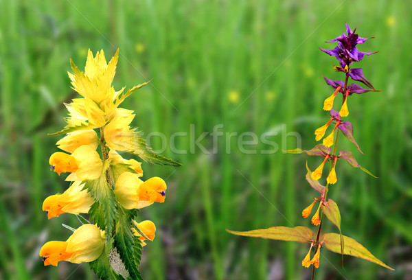 field flowerses Stock photo © basel101658