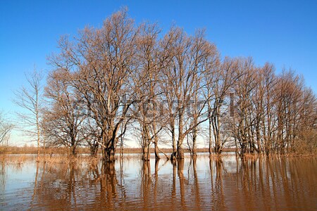 oak wood amongst spring flood Stock photo © basel101658