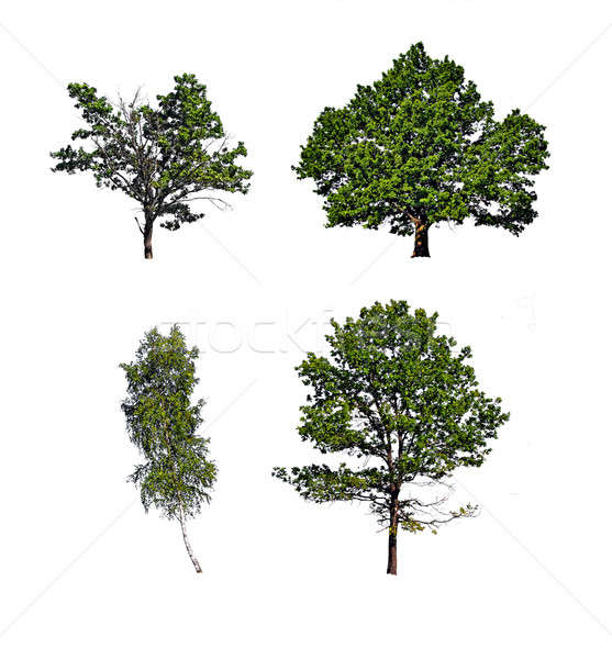 tree insulated on white background Stock photo © basel101658