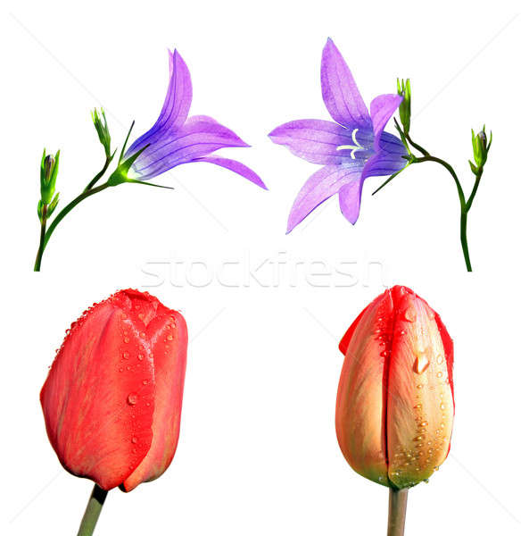 tulip and campanula Stock photo © basel101658