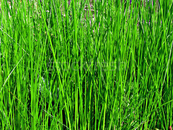 Grünen Kraut Gras Blatt Sommer Raum Stock foto © basel101658