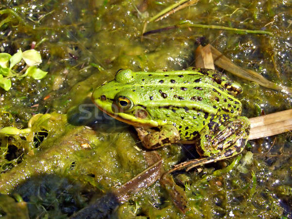 frog in marsh Stock photo © basel101658