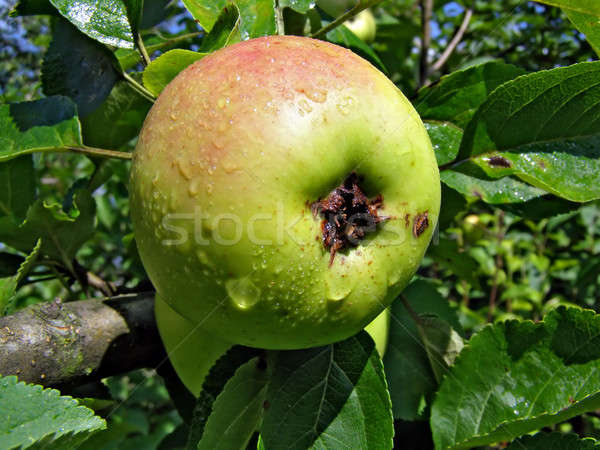 Apfel Zweig Bäume Blume Natur Blatt Stock foto © basel101658