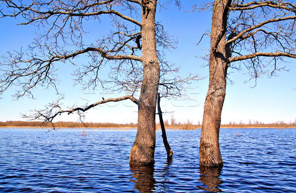 spring flood Stock photo © basel101658