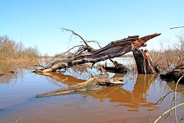 Printemps inondations eau forêt paysage piscine [[stock_photo]] © basel101658