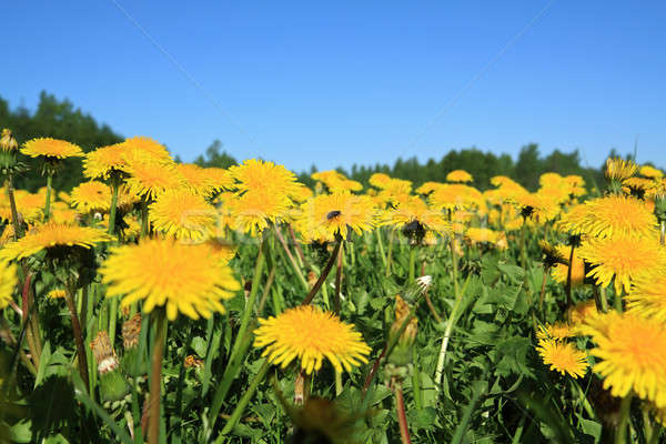 Stock photo: dandelions on field