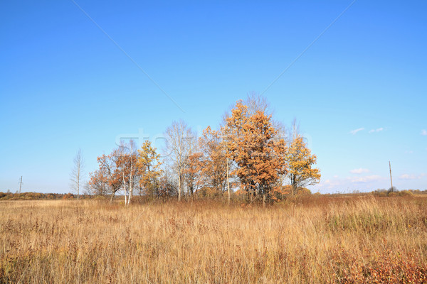 oak on autumn field Stock photo © basel101658