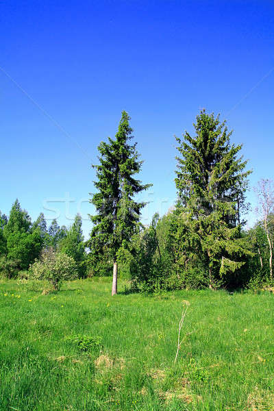 林間の空き地 スプルース 木材 ツリー 草 自然 ストックフォト © basel101658