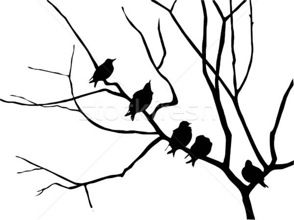 silhouette starling on branch tree Stock photo © basel101658