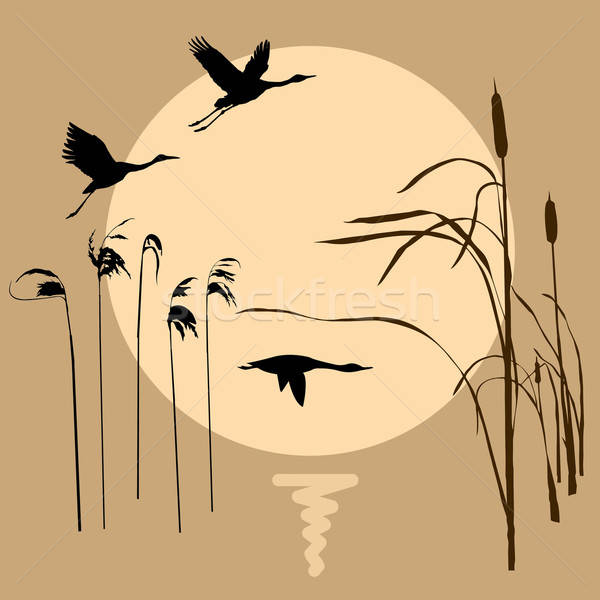 Wektora rysunek pływające ptaków słońce wiosną Zdjęcia stock © basel101658