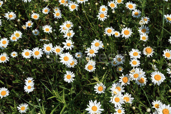 Campo flor fondo verano verde pradera Foto stock © basel101658