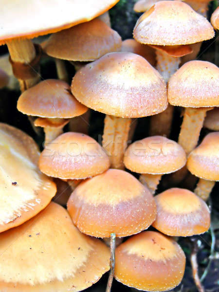 mushrooms on old stump         Stock photo © basel101658