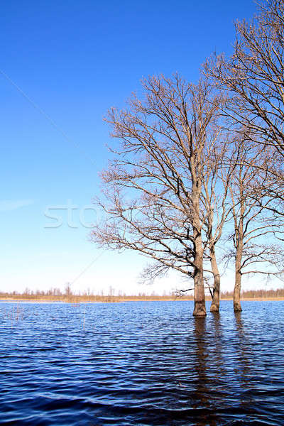 Drzewo wody niebo charakter piękna basen Zdjęcia stock © basel101658