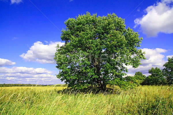 oak on field Stock photo © basel101658
