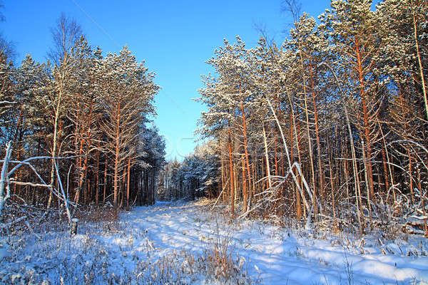 rural road in pine wood Stock photo © basel101658