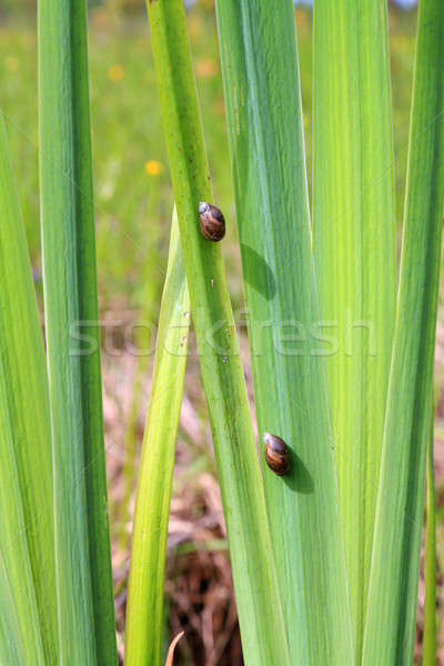  snails on sheet to sedge Stock photo © basel101658