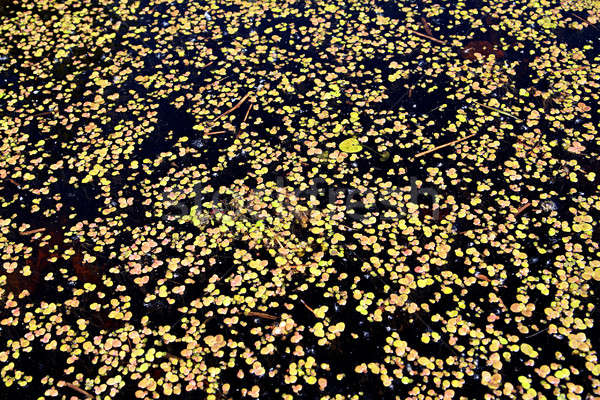 duckweed on water Stock photo © basel101658