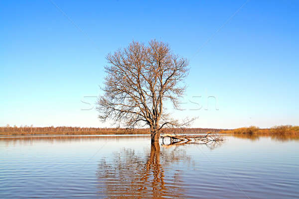 árvore água floresta paisagem piscina azul Foto stock © basel101658