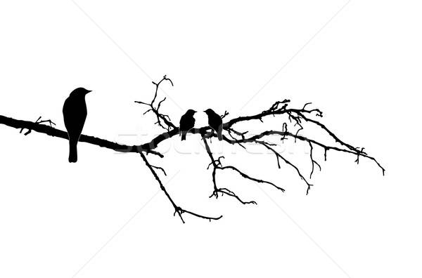 Vecteur Dessin Silhouette Oiseaux Branche Nature