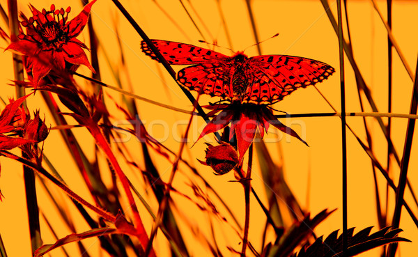 butterfly on herb under red illumination Stock photo © basel101658