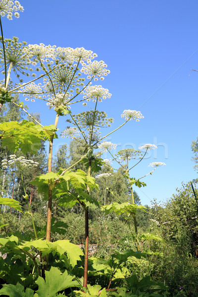 hogweed Stock photo © basel101658