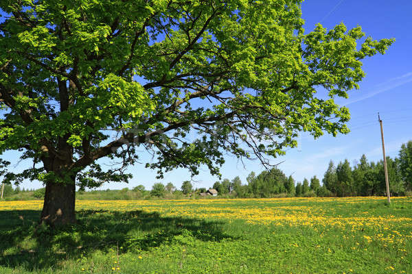 Stock photo: oak on field