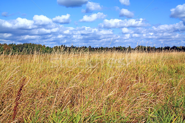 dry herb in field Stock photo © basel101658